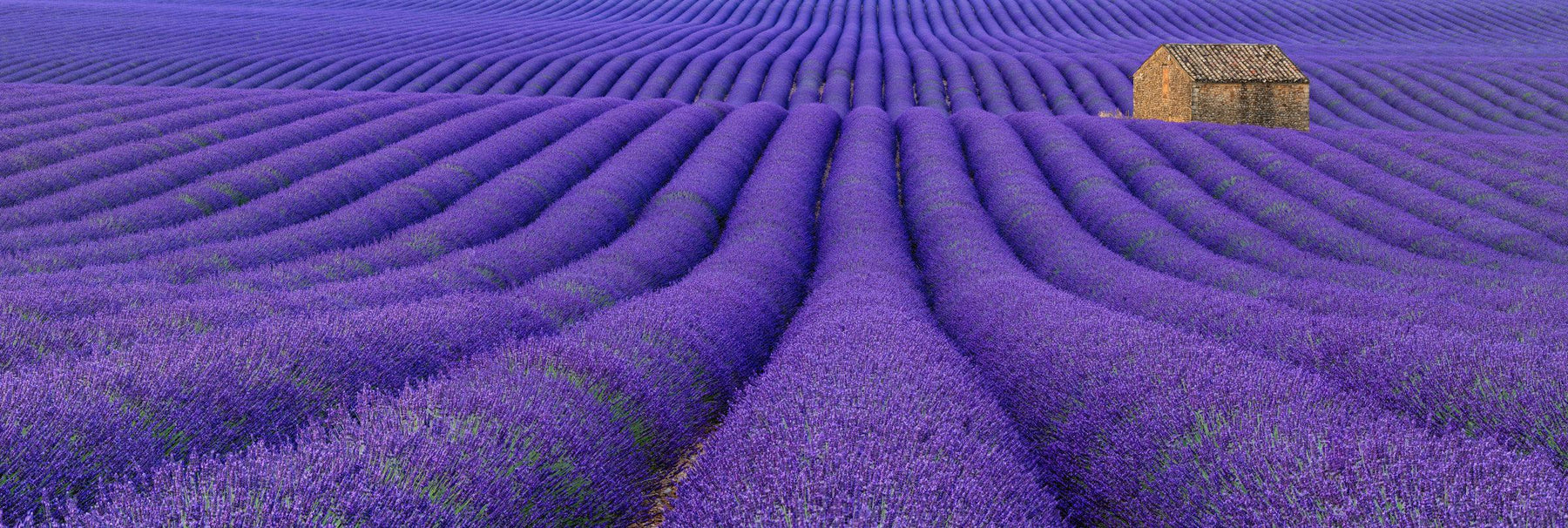 Purple flowers